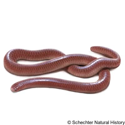 western threadsnake
