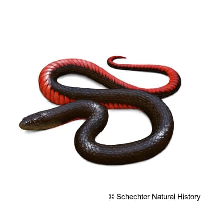 black swampsnake