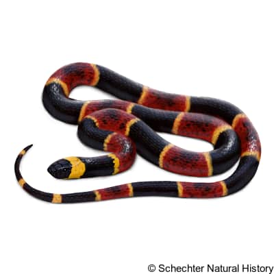 texas coralsnake