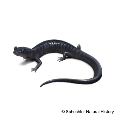Santa Cruz Black Salamander