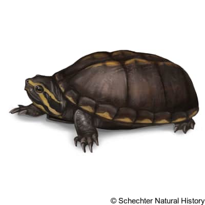 striped mud turtle