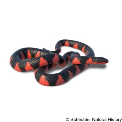 Mudsnake