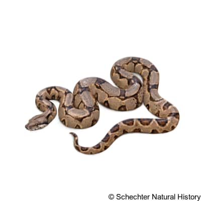 Boa Constrictor