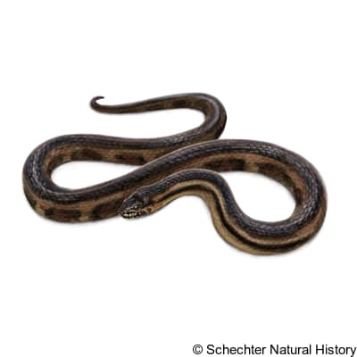saltmarsh snake