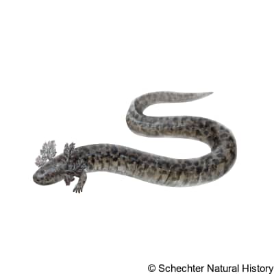 Reticulated Siren