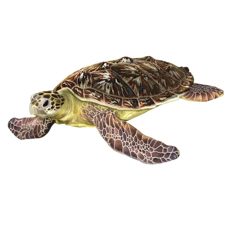 Loggerhead Sea Turtle