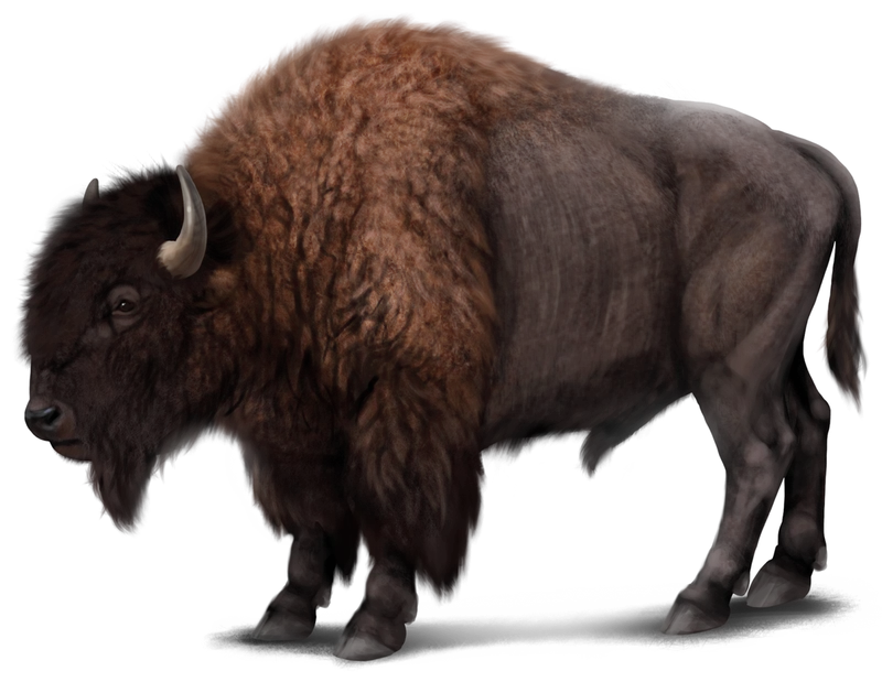 American Bison illustration