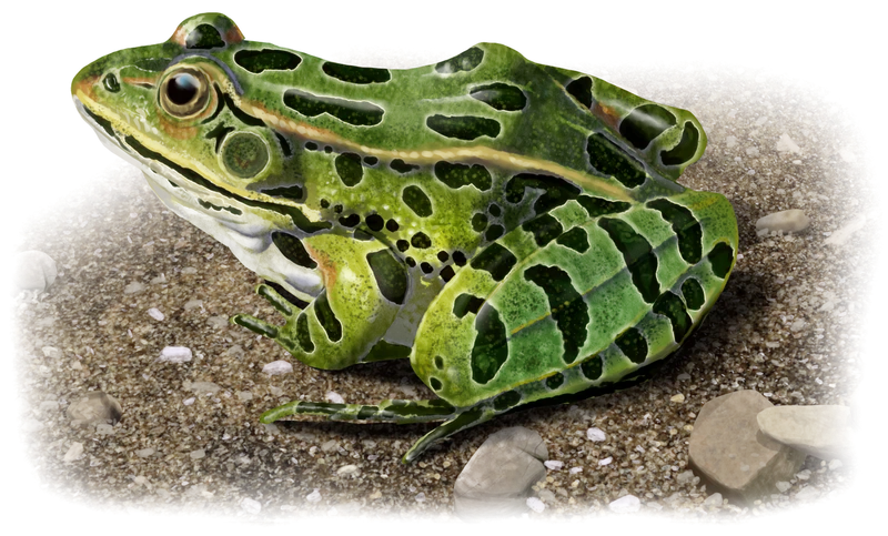 Northern Leopard Frog illustration