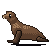 Claude Opus 5.5: California sea lion in motion