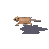 Claude Opus 5.5: Northern flying squirrel turning in 3D