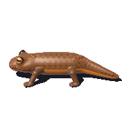 Claude Opus 5.5: California newt turning in 3D