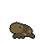 Composer 2.5: Sonoran green toad in motion
