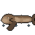 Composer 2.5: California sea lion in motion