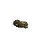 Composer 2.5: Sonoran green toad turning in 3D
