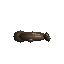 Composer 2.5: California sea lion turning in 3D