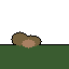 Composer 2.5: Sonoran green toad doing a natural behavior