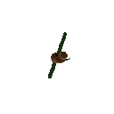 Gemini 3.8 Flash: pseudacris-ornata-behavior.gif