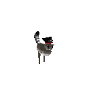 Gemini 3.8 Flash: ringtail-pirate-captain-halloween.gif