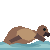 GPT-5.6 Luna: California sea lion doing a natural behavior