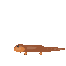 GPT-5.6 Sol: California newt turning in 3D