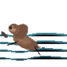 GPT-5.6 Sol: California sea lion doing a natural behavior