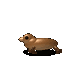 Grok 4.6: California sea lion turning in 3D