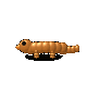 Grok 4.6: taricha-torosa-3d-motion.gif