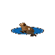 Grok 4.6: California sea lion doing a natural behavior