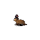 Grok 4.6: zalophus-californianus-halloween.gif