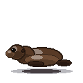 Muse Spark 1.3: California sea lion turning in 3D