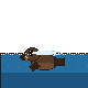 Muse Spark 1.3: California sea lion doing a natural behavior